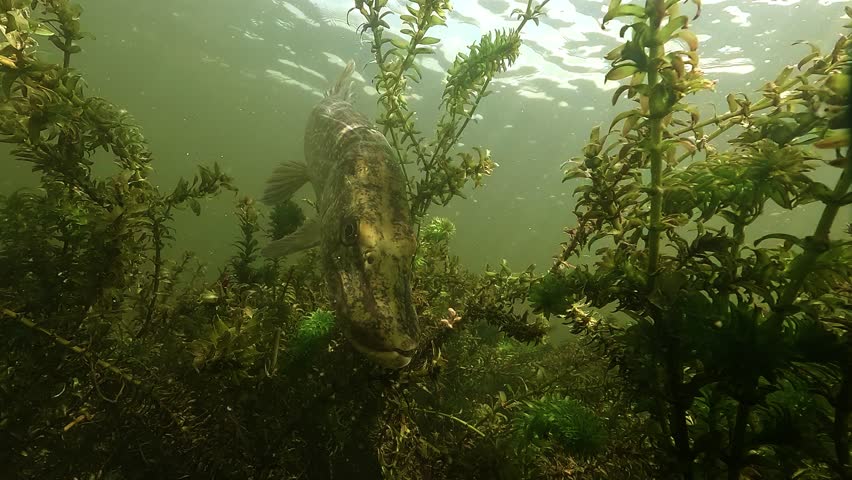A northern pike – Esox lucius – stares directly into the camera with a fierce expression, then turns and glides away, hunting above dense aquatic plants in a freshwater habitat.