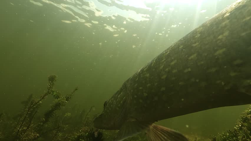A northern pike – Esox lucius – glides slowly above dense aquatic plants, then crosses paths with a second pike, creating a rare encounter in a freshwater habitat.