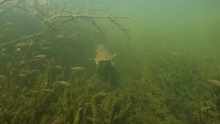 A wels catfish – Silurus glanis – with a torn mouth, likely injured during a struggle with a fisherman, highlighting the harsh reality and lasting impact of “no kill” fishing practices in freshwater.