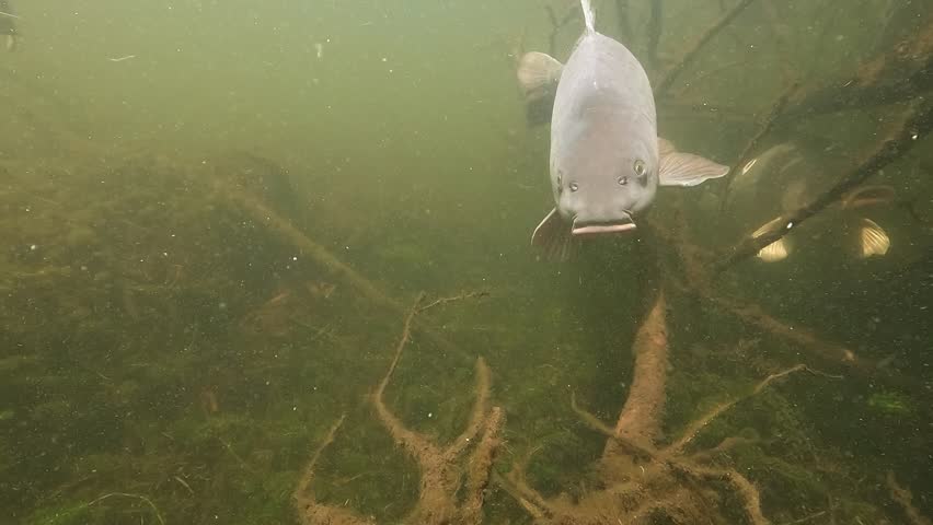 A common carp – Cyprinus carpio – repeatedly approaches the camera for close-ups, its curious nature evident as it inspects the lens, creating a captivating underwater scene.