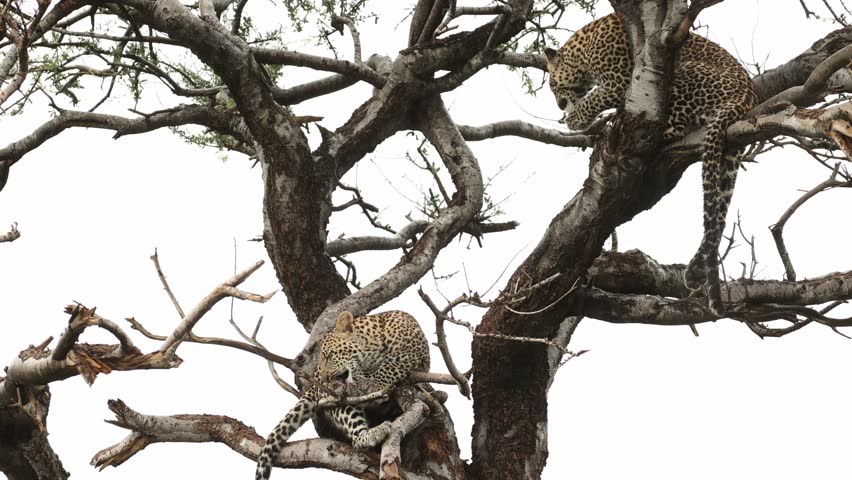 Two leopard cubs sitting up in a tree grooming themselves, Mashatu Game Reserve.