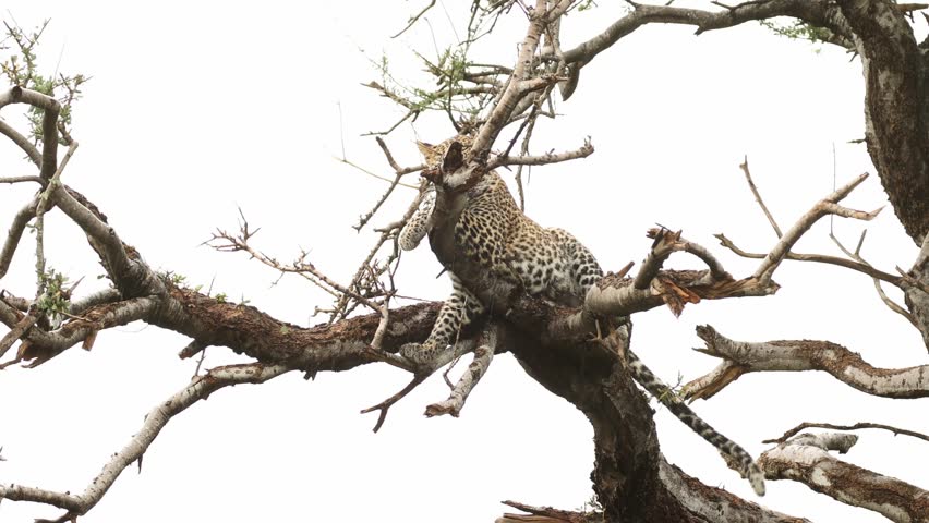 Great interaction between two leopard cubs grooming and cuddling up in a tree, Mashatu Game Reserve.