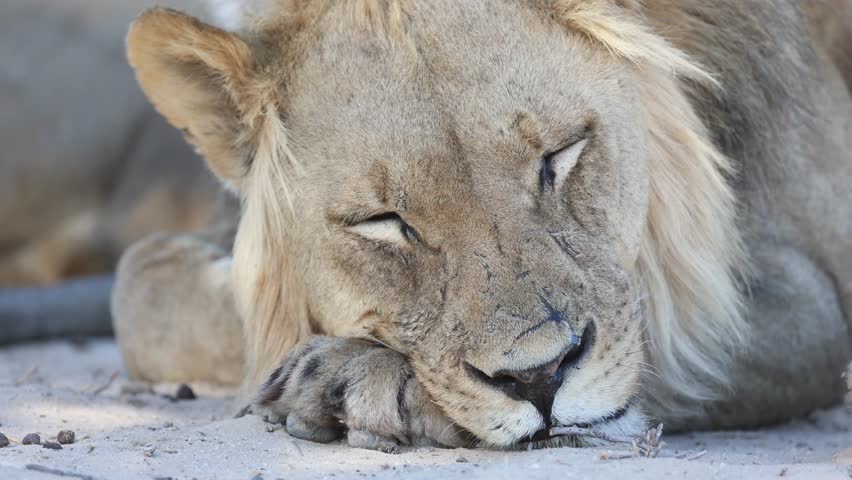 Closeup of a male lion