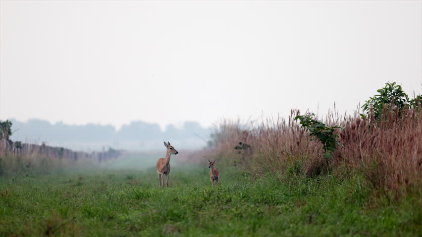 Dawn Mother and baby Fawn pampas deer scared running in tropical savanna grassland misty morning