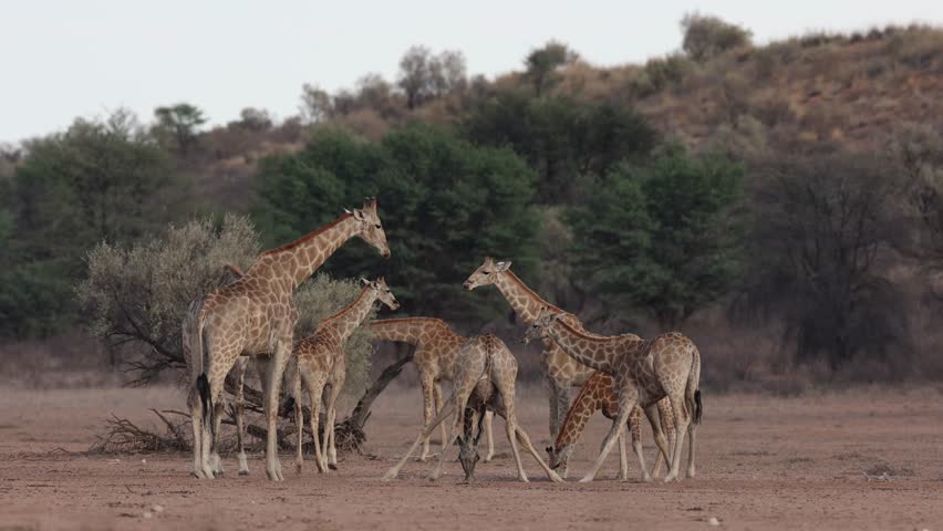 Beautiful wide shot of a herd of giraffes drinking at a waterhole in the dry Kgalakgadi Transfrontier Park.