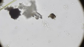Microscopic view of moving amoeba in water sample, timelapse shows fast activity of single-celled organisms from a puddle ecosystem. - Powered by Shutterstock - Get 15% off with code: PIKWIZARD15