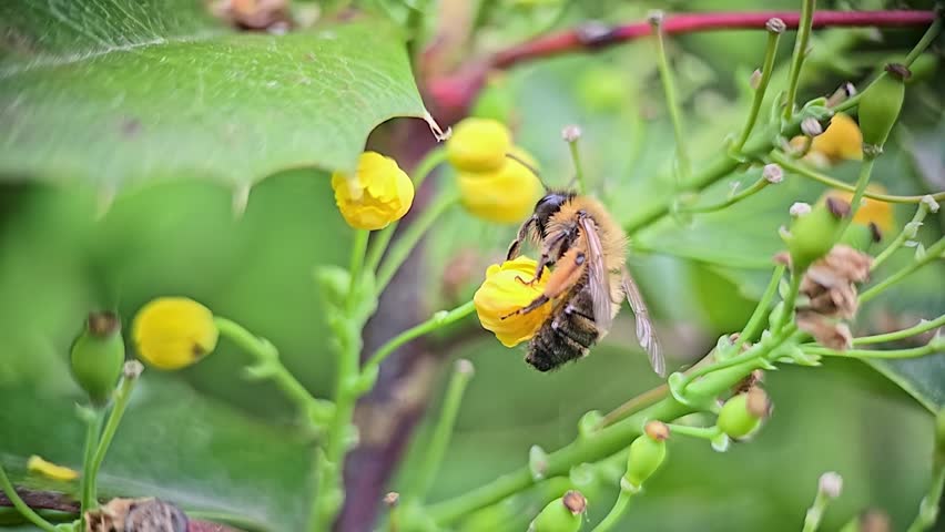 Mahonia flowers being pollinated by bees in macro slow motion, showing close-up insect anatomy and gentle spring atmosphere.