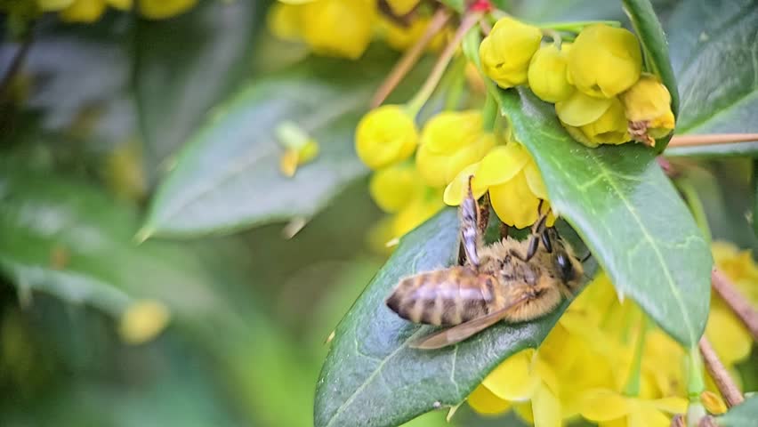 Mahonia flowers being pollinated by bees in macro slow motion, showing close-up insect anatomy and gentle spring atmosphere.