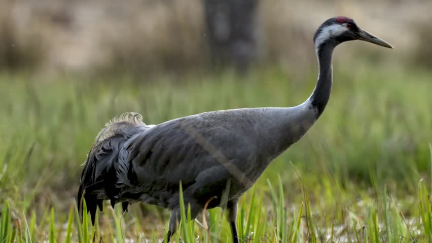 Early spring activity of cranes building nest in wet meadow, birds foraging and checking the area.