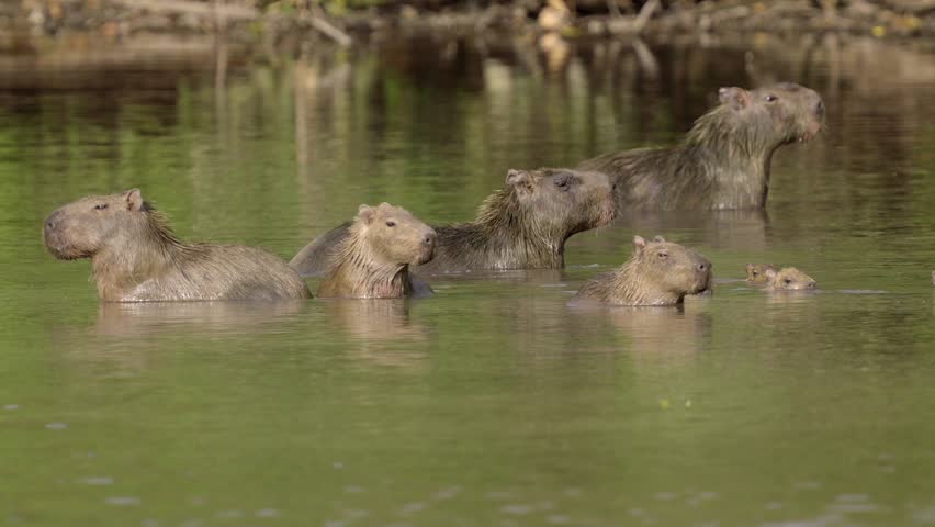 A group of capybaras, the world