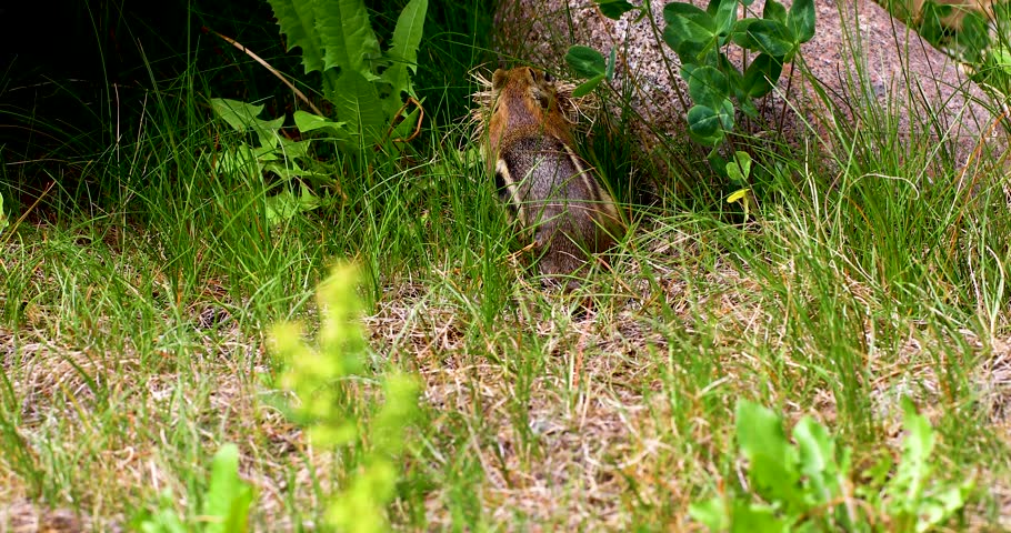 Static video of a Chipmunk gathering grass. Chipmunk gathers a mouthful of grass. This was shot in Breckenridge, Colorado.