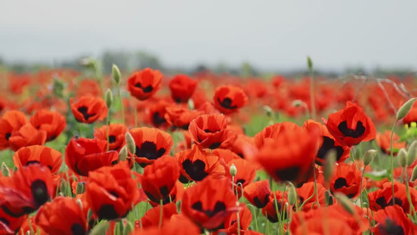 Background of expansive poppy field across horizon, vibrant red blooms under blue sky. Natural scene captures essence of springtime freedom, serenity, raw beauty background or peaceful landscape