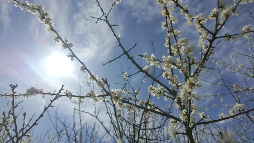 White blossoms shine under the sun with a blue sky backdrop, capturing natures vibrant spring beauty