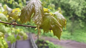After the rain, drops of water run off the maple leaves (4K 60fps) - Powered by Shutterstock - Get 15% off with code: PIKWIZARD15