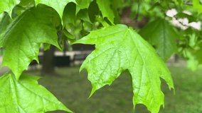 After the rain, drops of water run off the maple leaves 2 (4K 60 fps) - Powered by Shutterstock - Get 15% off with code: PIKWIZARD15