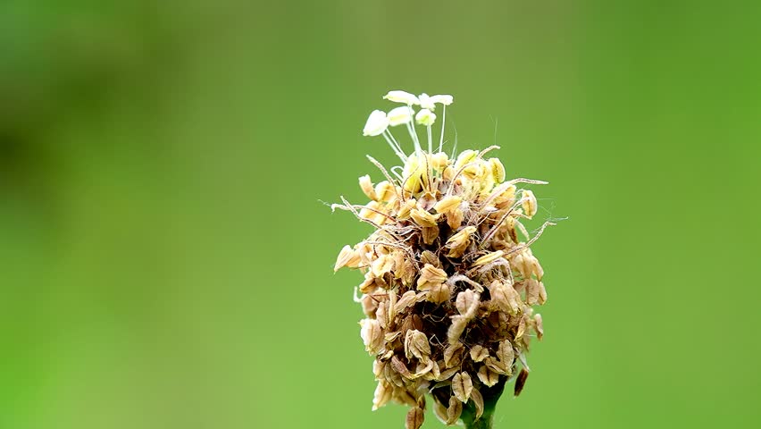 Ribwort plantain, medicinal herb with flower in spring in Germany