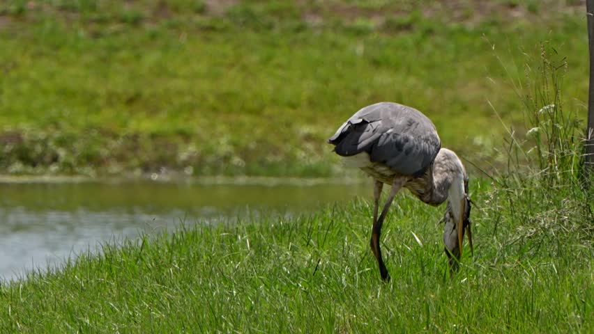 Great blue heron swallowing a very large fish