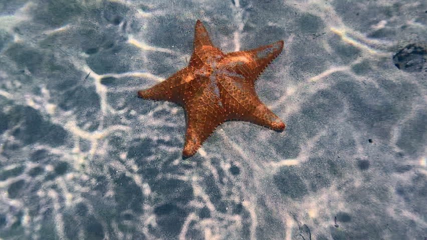 Red Starfish Under The Clear Water Of Ocean In Summer. - closeup shot