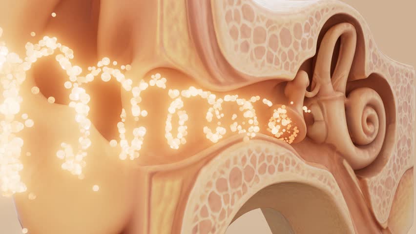 Conceptual 3D animation of an ear anatomy