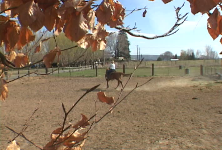 Beautiful day on farmland, woman trains horse from walk to trot to gallop.