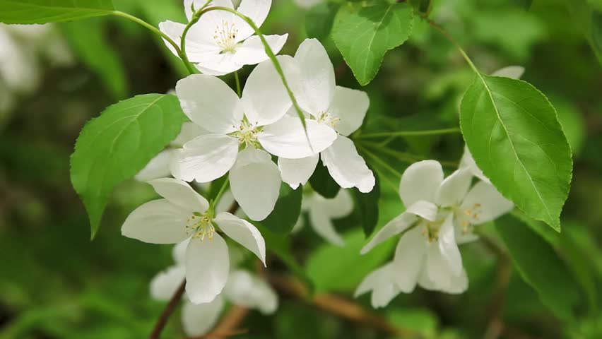 The apple blossoms in the green foliage are swaying in the wind. Close-up.