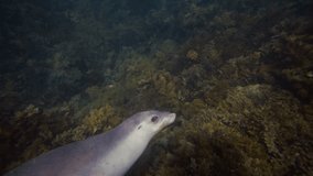 Sea lion darts forward from dark background near Neptune Islands, slow motion ocean shot - Powered by Shutterstock - Get 15% off with code: PIKWIZARD15