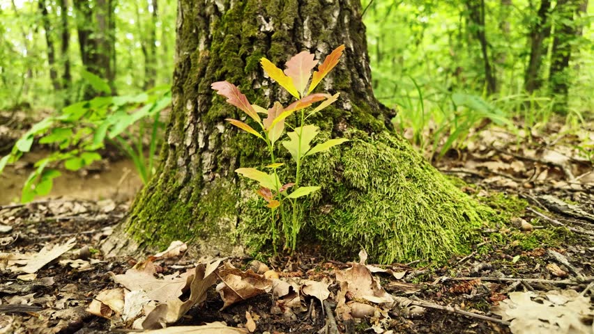 A young oak sprout emerging from the soil near the big oak tree. Fresh green leaves gently swaying in the breeze.