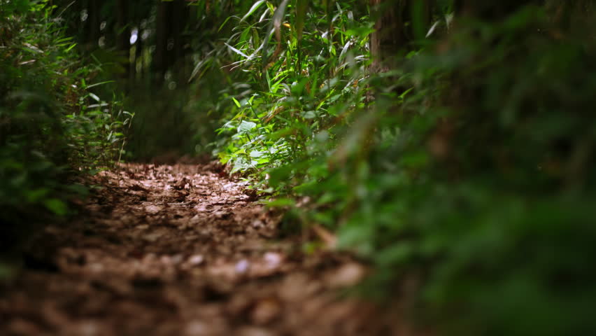 Narrow Path and Green Plants in Forest
