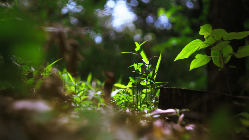 Sunlight on Dark Forest Floor