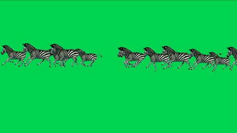a group of zebra running with green screen.