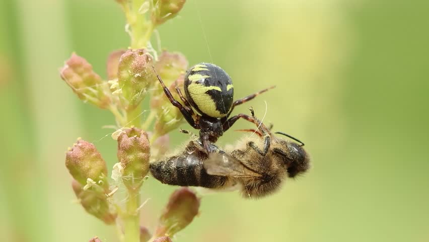 Life and death in nature. Synema globosum spider eating a honey bee. Alcoy, Spain
