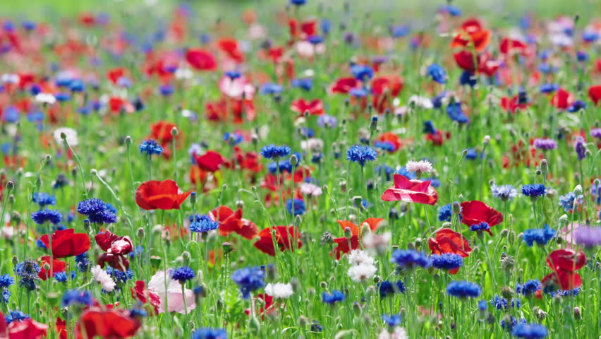 Red Poppy and Blue Cornflower Blooming in Spring Field
