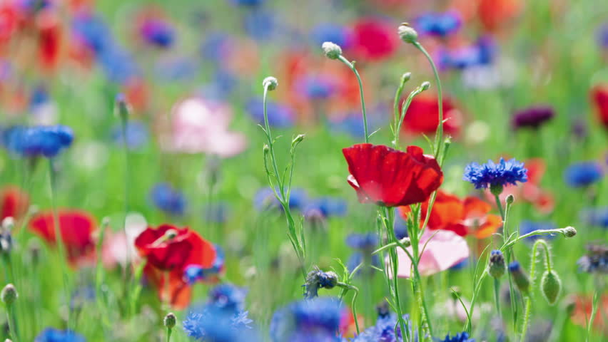 Red Poppy and Blue Cornflower Blooming in Spring Field