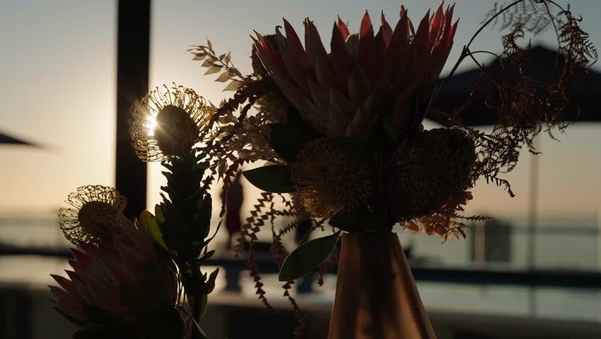 An arrangement of indoor plants with the sun shining through them and a person relaxing outside the house silhouetted in the sunlight
