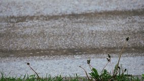 A soaked dandelion stands resilient in a small patch of grass while rain pours down. In the background, cars pass on a wet city road, adding a contrast between nature and urban life. - Powered by Shutterstock - Get 15% off with code: PIKWIZARD15