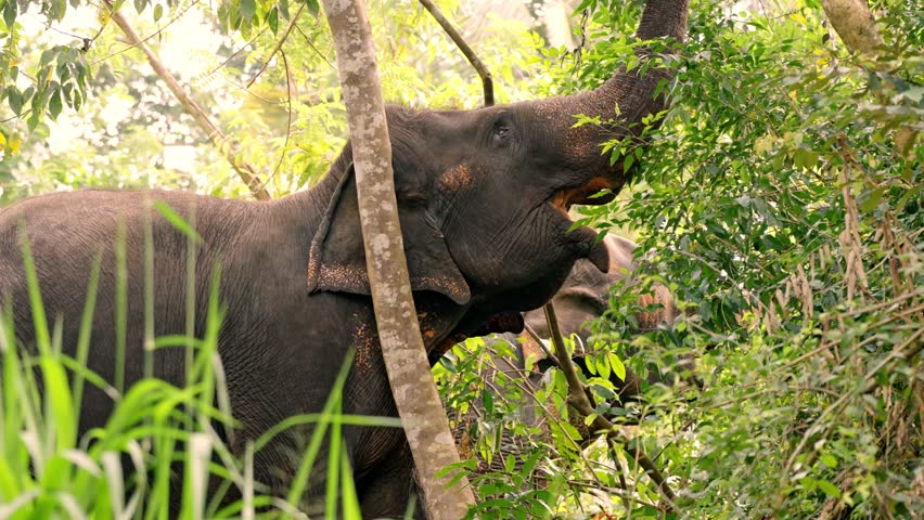 A group of wild elephants is seen feeding from a tree in the lush landscapes of Sri Lanka.