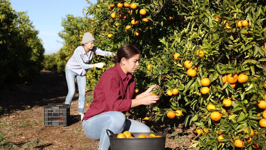 Focused young farmer woman plucks ripe tangerines from a tree, working in a fruit nursery. Close-up portrait