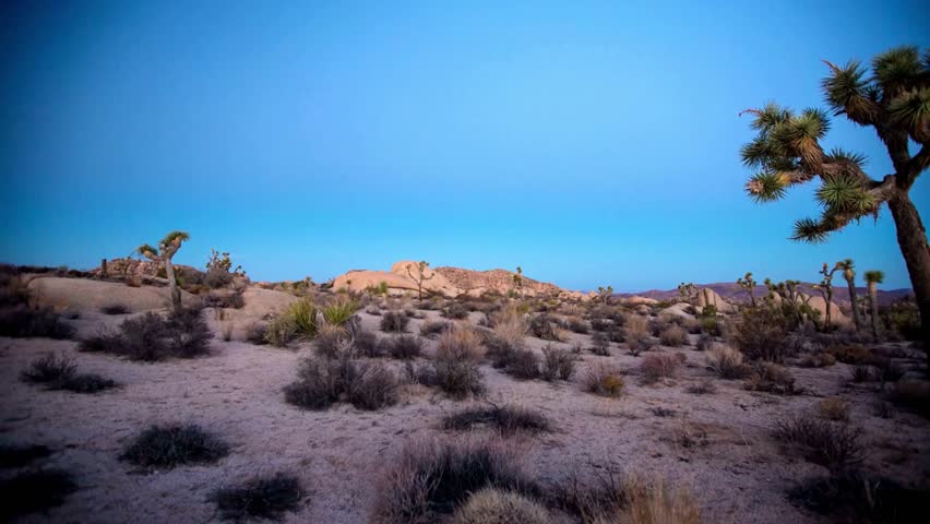 Mojave Desert Landscape at Dusk, Joshua Trees and Rocky Hills
