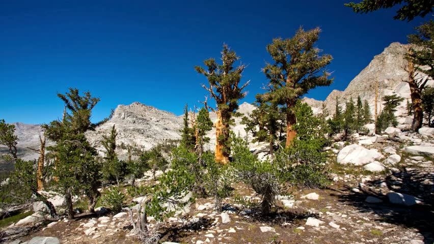 Majestic Mountain Landscape with Bristlecone Pine Trees