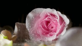 Pink Rose with Water Droplets, Close-up Photography - Powered by Shutterstock - Get 15% off with code: PIKWIZARD15