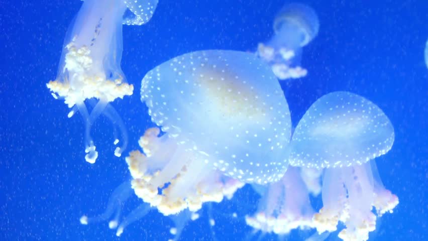 Underwater Scene Featuring Multiple Moon Jellyfish Swimming