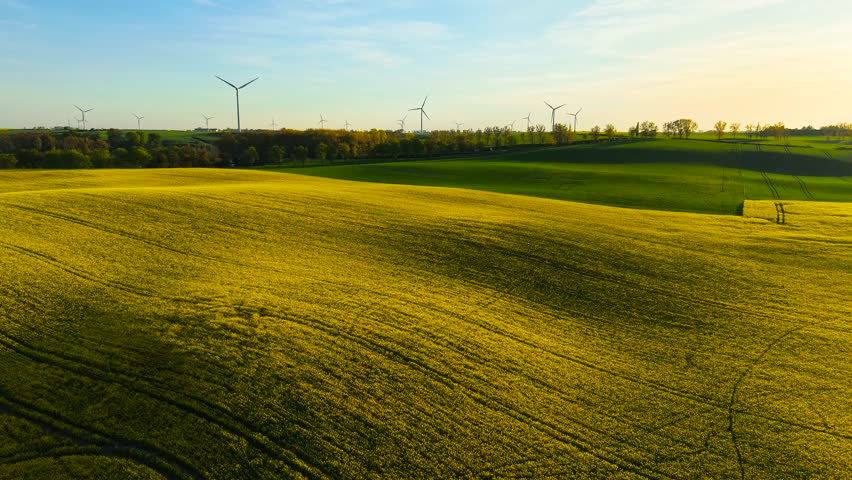 Blooming rapeseed field with wind turbines in background illustrating farming and agriculture growth. Flowering canola crops under wind energy towers supporting sustainable field work. Yellow crop
