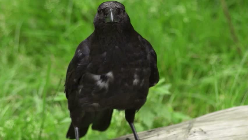 Close-up View of a Black Crow in a Green Grassland Setting
