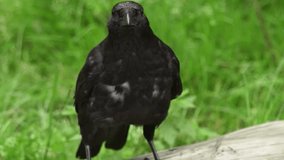 Close-up View of a Black Crow in a Green Grassland Setting - Powered by Shutterstock - Get 15% off with code: PIKWIZARD15