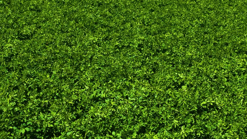 Green field with growing alfalfa for feeding cattle and harvesting forage on farm for agriculture. Verdant land cultivating lucerne supporting livestock feeding and winter fodder in agriculture. Lush