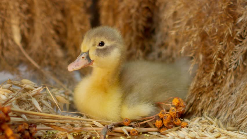 An Adorable Duckling Nesting Comfortably in Its Natural Surroundings, Truly Endearing