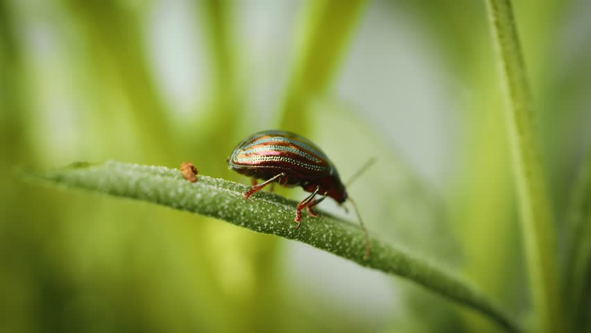 Rosemary beetle Chrysolina americana macro close up stock footage