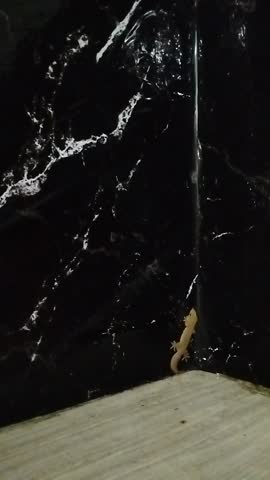 A lizard crawling on a black wall