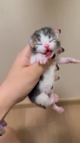 Tiny Kitten Yawning in Hand.