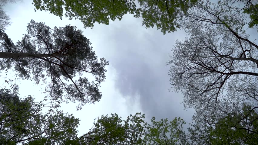 view from below of trees waving in the wind before a storm with dramatic cloudy sky, summer thunderstorm outdoors, concept of nature and environment